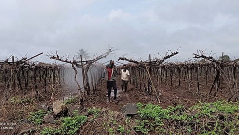 द्राक्ष उत्पादक,www.pudhari.news