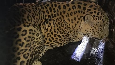 नानेगाव बिबट्या जेरबंद