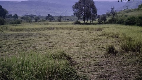 भात पिकांना फटका,www.pudhari.news