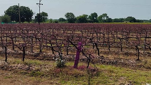 जत : द्राक्ष बागांची छाटणी मंदगतीने सुरू; बदलते हवामान आणि पावसामुळे शेतकरी संभ्रमावस्थेत