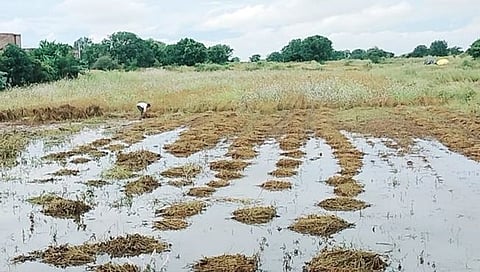 सोयाबीनला पावसाचा मोठा फटका