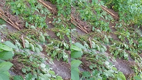 बीड : परतीचा पाऊस आणि घसरलेले दर यंदा शेतकऱ्यांची दिवाळी अंधारातच