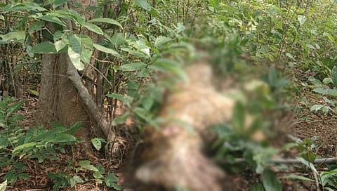 चंद्रपूर: बल्लारपूर वनपरिक्षेत्रात पट्टेदार वाघ मृतावस्थेत आढळला