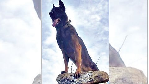 जखमी होऊनही ‘झूम’ दहशतवाद्यांशी लढला