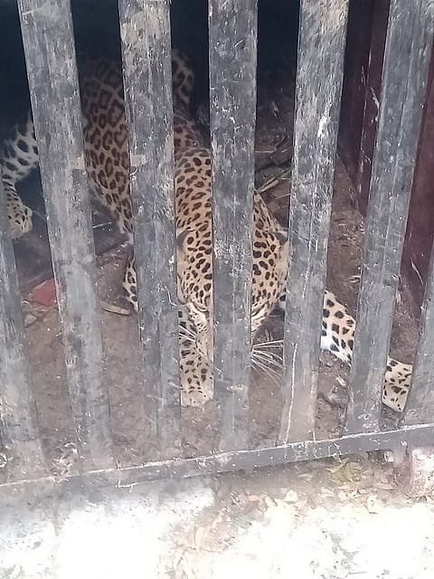 जांबुतकरांच्या जीवावर उठलेला बिबट्या अखेर जेरबंद