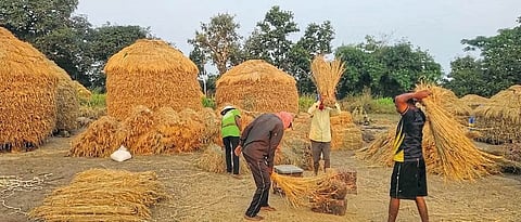 पवन मावळात भातझोडणीला वेग