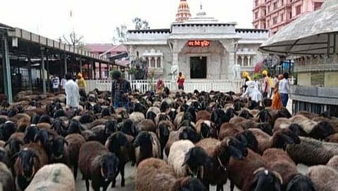 कोल्हापूर : आदमापूर येथे मेंढी माऊलींचे आगमन; मंदिराभोवती प्रदक्षिणा घालून घेतला विसावा