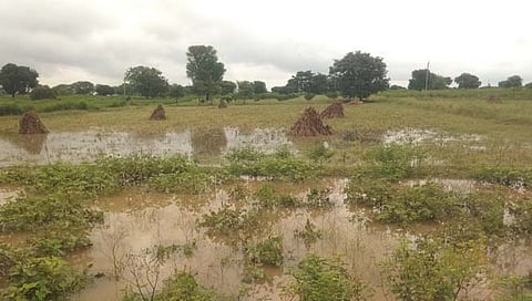 पावसानं पिकं सडलीत, दिवाळी कशी साजरी करू? शेतकऱ्यांसमोर संकट