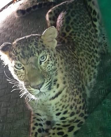 बिबट्या जेरबंद