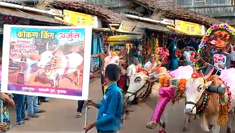 सिंधुदुर्ग : कुडाळात बैलगाडी सजावट, सुदृढ बैल-रेडा स्पर्धा लक्षवेधी!