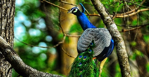 पुणे : हनुमान टेकडीवर मोरांचा केकारव; वन्यजीव सप्ताह विशेष