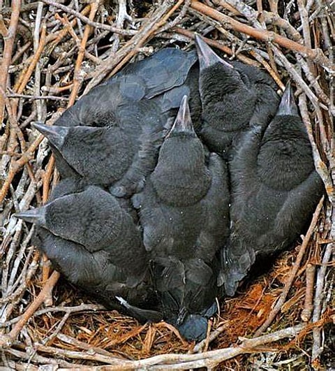 अकोले : वृक्षतोडीत शेकडो पानकावळे मृत्यूमुखी