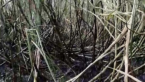 Belgaum news: खडकलाटमध्ये 10 एकरातील ऊस खाक