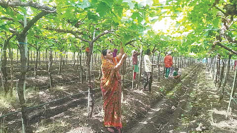देवळा : वाजगाव येथील द्राक्षबागेत मजुरांसमवेत थिंनिग काम करताना शेतकरी भारती देवरे.
(छाया : सोमनाथ जगताप)