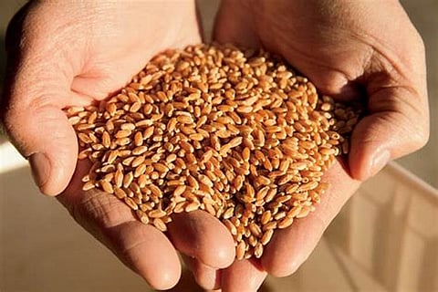 पिंपरी : ‘गरीब कल्याण’ची मुदतवाढ कागदावरच ! स्थानिक परिमंडळास आदेश प्राप्त न झाल्याने सव्वातीन लाख लाभार्थी धान्यापासून वंचित