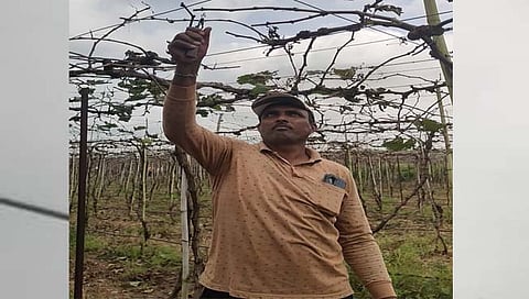 सांगली : द्राक्षबागांच्या पिकछाटणीला ब्रेक; फक्त २७ टक्के क्षेत्रावरील छाटणीला मजूर मिळेना