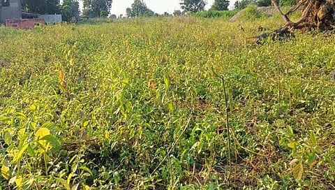 खरीप पिकांच्या उत्पादणात घट