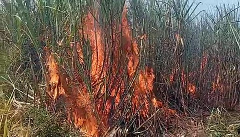 ओझर खुर्दला 10 एकर ऊस खाक