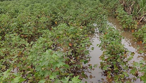 जालना : परतीच्या पावसाने हाहाकार; सोयाबीन, कापूस पाण्यात