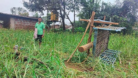 कोल्हापूर: जेलुगडेत टस्करचा धुमाकूळ; भात, नाचणी, ऊस पिकांचे नुकसान