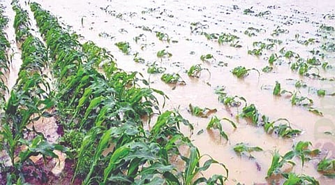 kothare www.pudhari.news