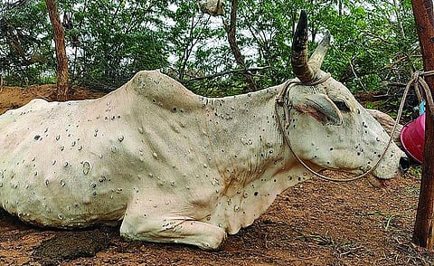 लंपीची लागण