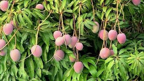 पुणे : फुंडकर योजनेस ‘हिरवा कंदील’; 104 कोटींचा अनुदान प्रस्ताव मंजूर