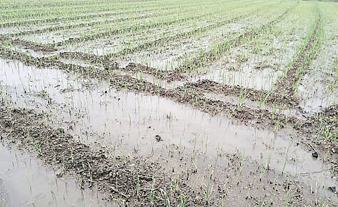 नगर तालुक्यात अतिवृष्टीने 97 गावे बाधित ; शेतकर्यांचे अतोनात नुकसान