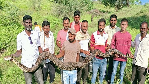 नांदेड: चोंडी येथे सर्पमित्रांनी पकडला १२ फुटी अजगर