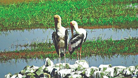 Nashik : नांदूरमध्यमेश्वरला विदेशी पाहुण्यांची चाहूल