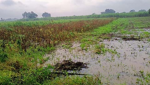 परभणी : अतिवृष्टीमुळे सोयाबीन, कापूस, ऊस भुईसपाट; शेतकऱ्यांचे आर्थिक नुकसान