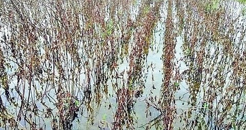 जामखेड : अतिवृष्टीचा 23 हजार शेतकर्यांना फटका