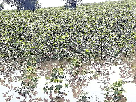 सोनई परिसरात जोरदार पावसाने पिके पाण्यात