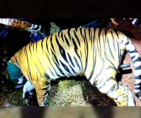 Tiger CT-1 : १३ जणांचा बळी घेणारा सीटी-१ वाघ अखेर जेरबंद