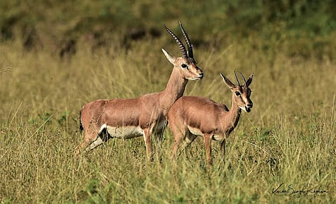 इंदापूर : वनीकरणात बाहेरील जनावरांना ‘नो एंट्री’; लम्पीच्या धोक्यापासून वन विभाग सतर्क