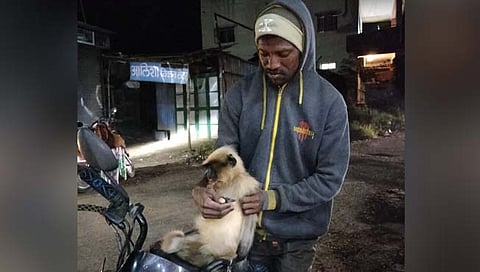 सातारा : विक्रम पवारच्या तत्परतेमुळे विजेचा धक्का लागलेल्या वानराला जीवदान