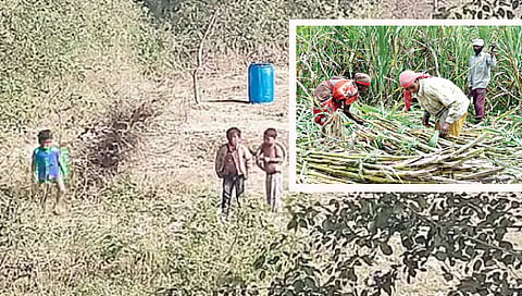 कवडदरा : शेतात खेळणारी ऊस तोडणी कामगारांची चिमुकली मुले. (छाया : अमोल म्हस्के)