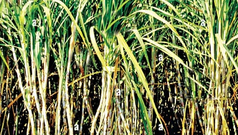 सांगली : ऊस तोडणी मजुराअभावी हंगाम लांबण्याची चिन्हे