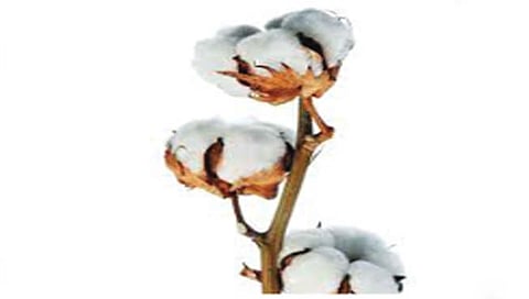 जळगाव : पांढर्या सोन्याचे दर घसरले; दिवाळीही कशीबशी साजरी