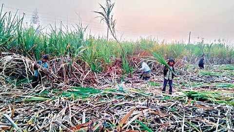 सांगली : गळीत हंगाम अद्याप संथगतीने; चारच साखर कारखाने सुरू