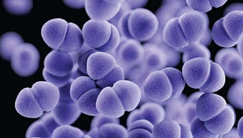 गुलाबी थंडीत रोग प्रतिकारक शक्ती वाढवा