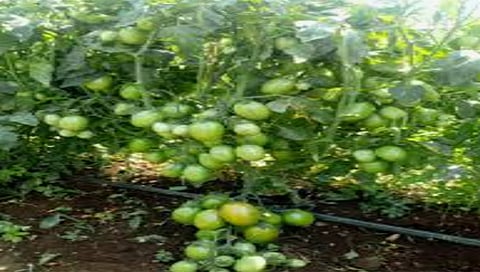 दिंडोरी : बदलणाऱ्या वातावरणामुळे परिणाम होऊन प्रत घसरलेले टोमॅटो पिक.