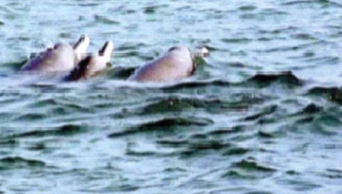 रत्नागिरी : भाट्ये समुद्रात डॉल्फीन दर्शन!