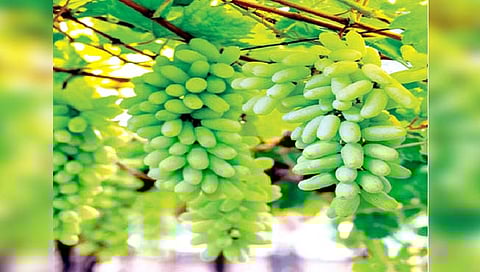 सांगली : द्राक्ष हंगामास प्रारंभ; 360 ते 425 रूपयांचा दर