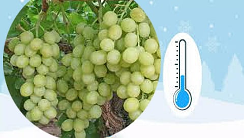 Nashik : सलग दुसऱ्या दिवशीही निफाडचा पारा ५ अंशावर, द्राक्षबागा धोक्यात