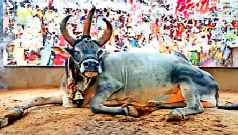 मध्य प्रदेशातील तीन डोळे, तीन शिंगे असलेले नंदीबाबा निवर्तले