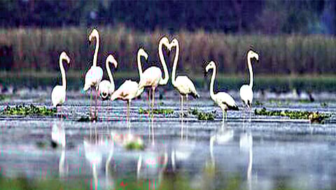 नांदुरमध्यमेश्वर अभयारण्य,www.pudhari.news