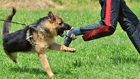 पाळीव प्राण्यांचे हल्ले