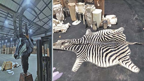 रायगड : जेएनपीटी बंदरात पुन्हा प्राणी तस्करी