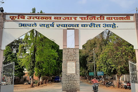 बारामती बाजार समितीत ज्वारीला उच्चांकी भाव; 500 क्विंटल ज्वारीची आवक